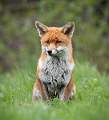 Red Fox_Jamie Bird_Open