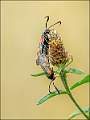 Six Spotted Burnet Moths Copulating_Stephen Harper_Action_Open