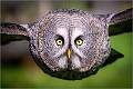 The Great Grey Owl Approaches_Matt Clarke_Open