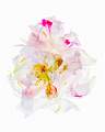pink peony disassembled_keith lynch_open