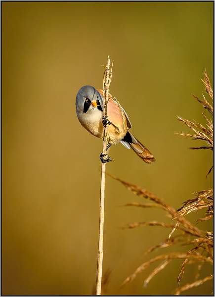 Male Bearded Reedling_Matt Clarke_Open.jpg - RSPB Minsmere