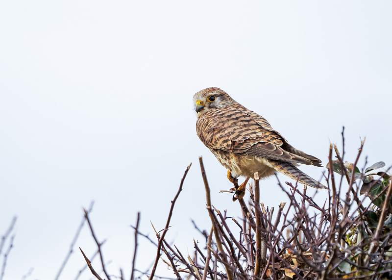 Peter Smith_East Lane Kestrel_open.jpg - East Lane Kestrel