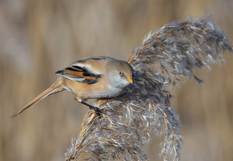 Peter Smith_Female Bearded Reedling_open.jpg - Female Bearded Reedling