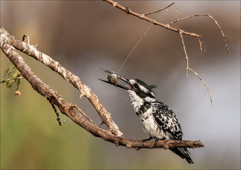 Pied Kingfisher with fish_Cheryl Wilkes_Open.jpg - Open