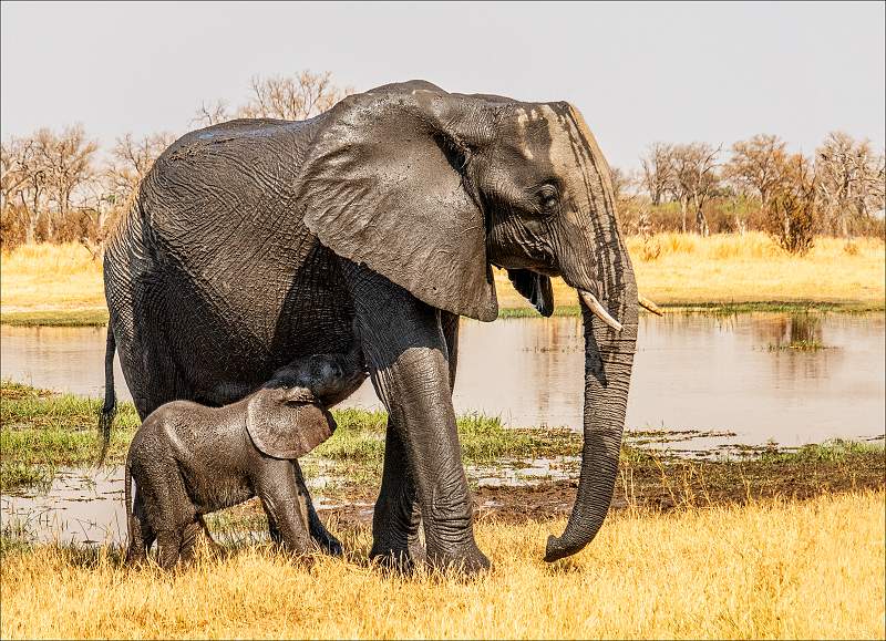 Suckling Baby Elephant_Cheryl Wilkes_Open.jpg - Open