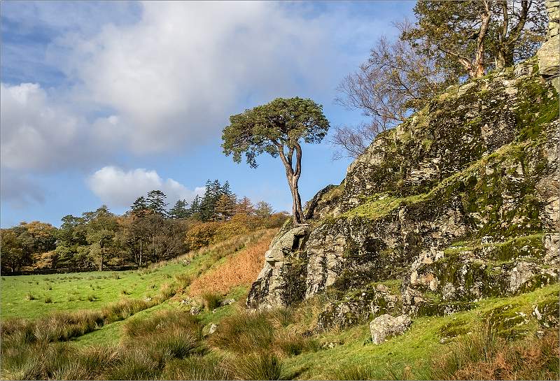 Tree on the rock_Alison Hance_Open.jpg - Open - Print Competition 3