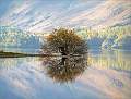 Derwent Tree Reflection_Alison Hance_Open