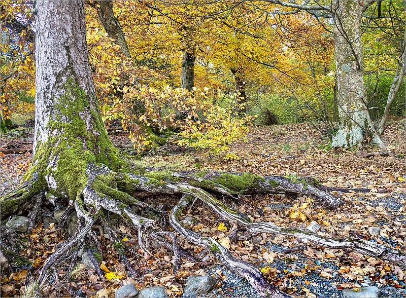 Creeping Tree Roots.jpg - Monthly Print Comp 4 - Open
