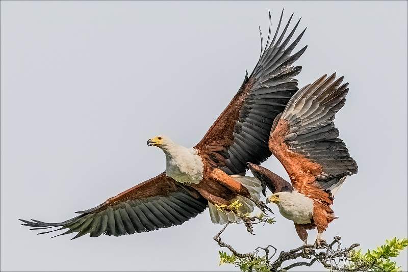 Fish Eagles Taking Flight_Cheryl Wilkes_0pen.jpg - Print Open