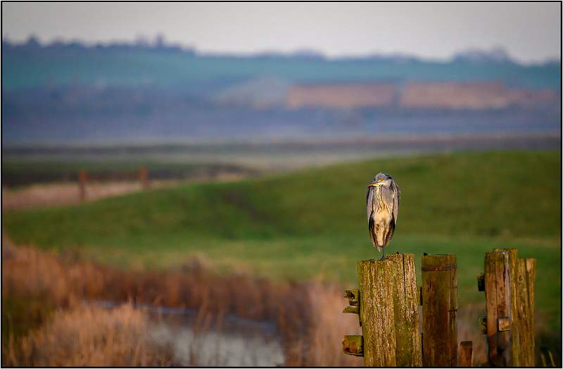 Grey Heron at Rest_Matt Clarke_Open.jpeg