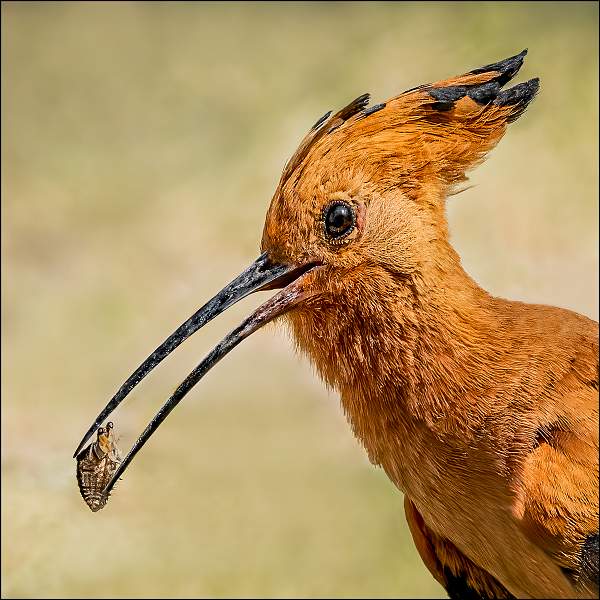 Hoopoe With Tasty Antlion_Cheryl Wilkes_0pen.jpg - Print Open