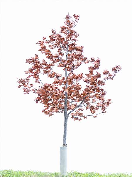 Ian Miller_ Tree.jpg