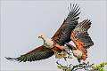 Fish Eagles Taking Flight_Cheryl Wilkes_0pen