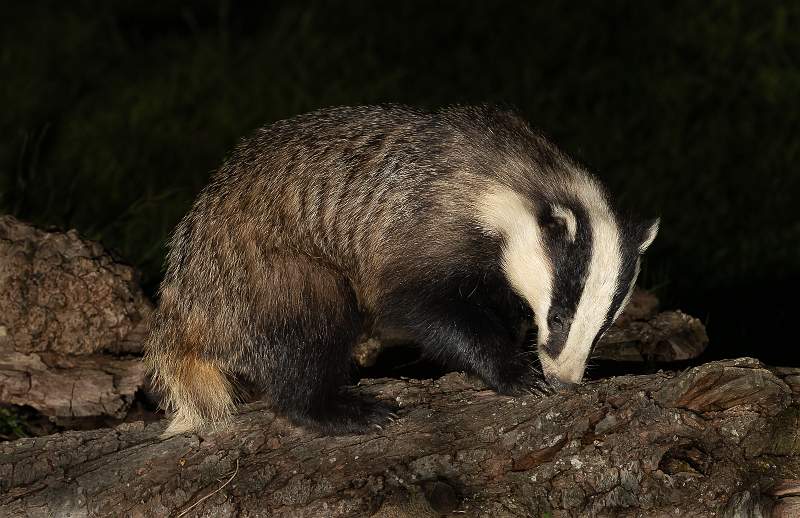 Foraging.jpg - Foraging