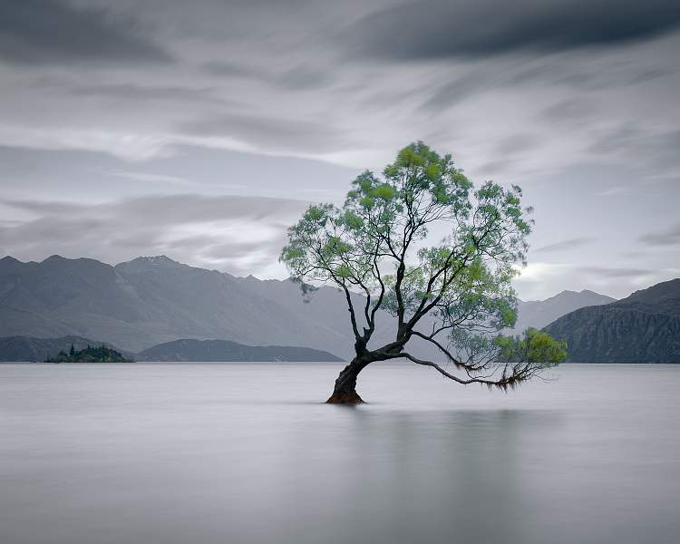 The Wanaka tree_Ian Miller_open.jpg
