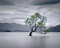 The Wanaka tree_Ian Miller_open