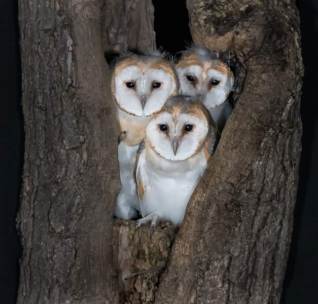 Barn Owl Chicks Emerging_Martin Hancock_Open.jpg - Barn Owl Chick Emerging