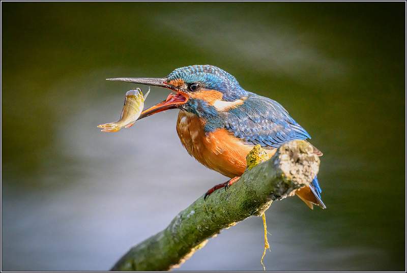 Female kingfisher tosses her catch_Matt Clarke_Set.jpeg