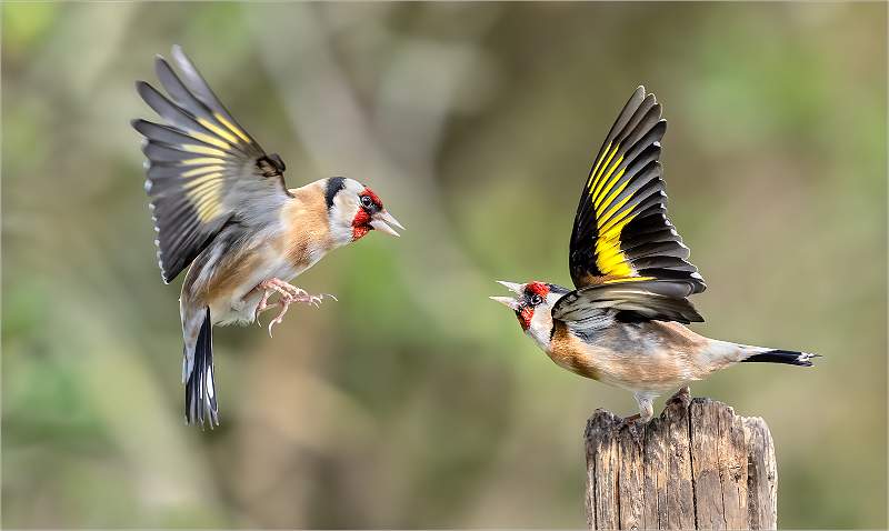 Goldfinches Fighting-Roger Hance_Set.jpg - Set - 1st Monthly Print Comp