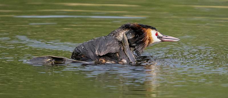 Grebe Having a Good Scratch_Martin Hancock_Set.jpg - Crebe Having a Good Scratch