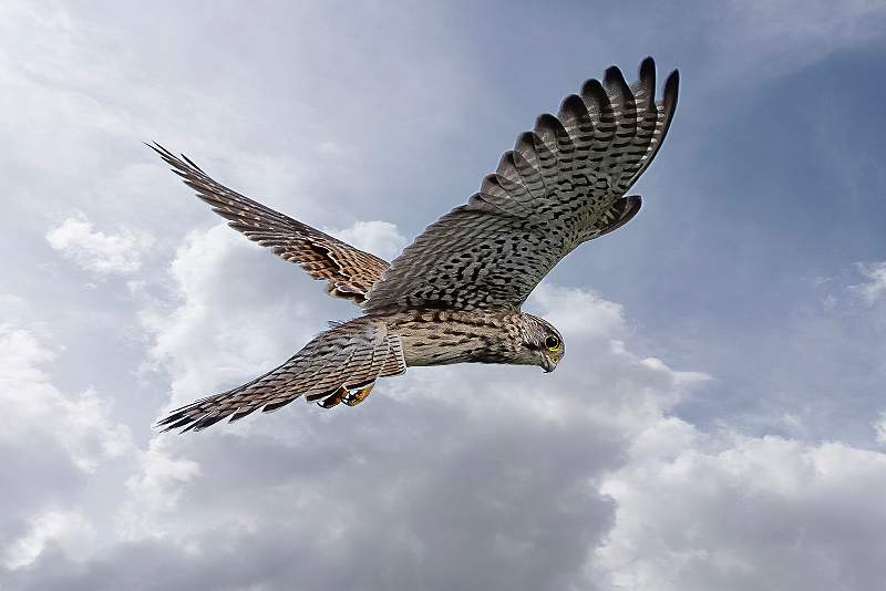 Hunting Kestrel_Julie Browne_Set.jpg - Set Print Behaviour