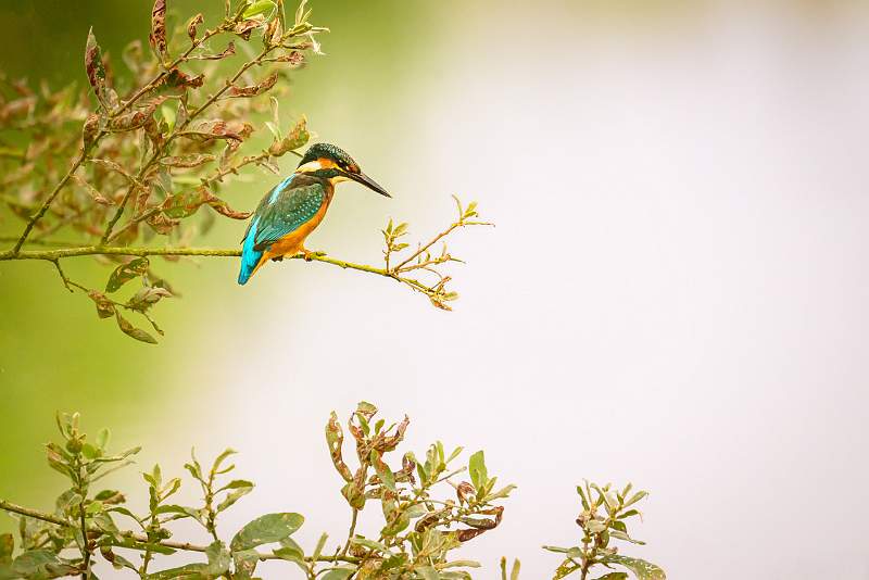 Male kingfisher at rest_Matt Clarke_Open.jpeg