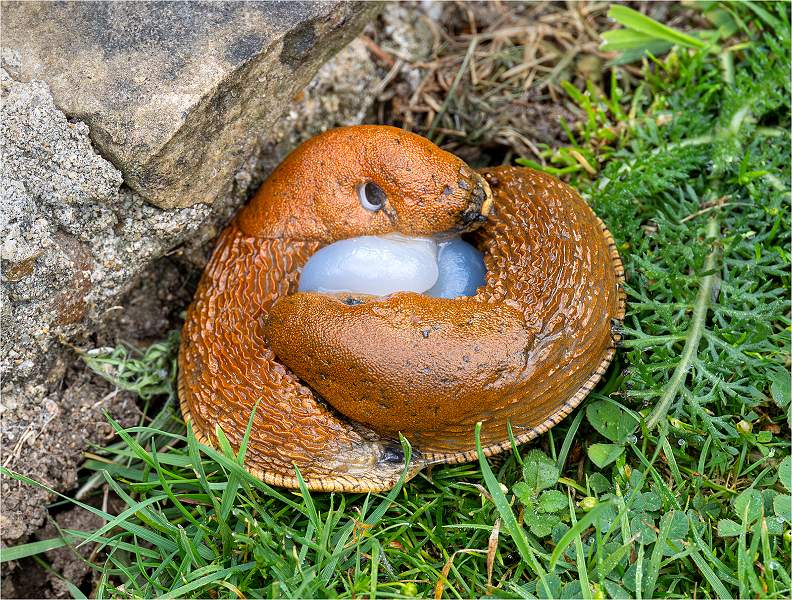 Mating Slugs_Alison Hance_ set.jpg