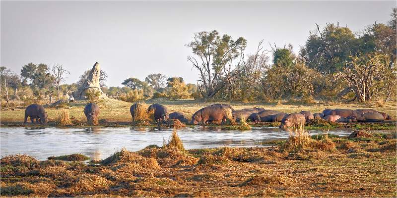 Okavango Delta Scene_Wendy Mann_Open.jpg - Open