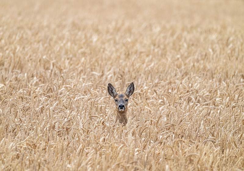 Peter Smith_Peek a Boo _set.jpg
