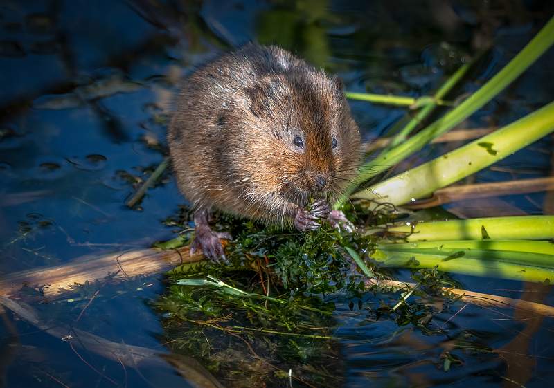 Peter Smith_Water Vole eating Grass_Open.jpg