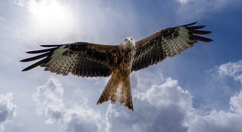 Red Kite_Julie Browne_Open.jpg - Open print