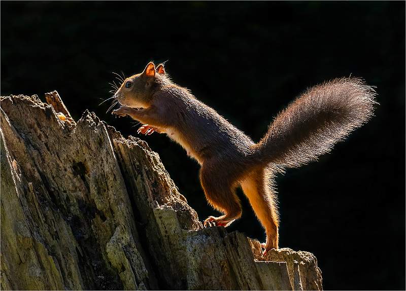 Red Squirrel_Julie Browne_Open .jpg - Open print