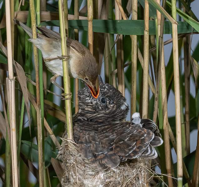 Reed Warbler Feeding Cuckoo Chick_Martin Hancock_Open.jpg - Reed Warbler Feeding Cuckoo Chick