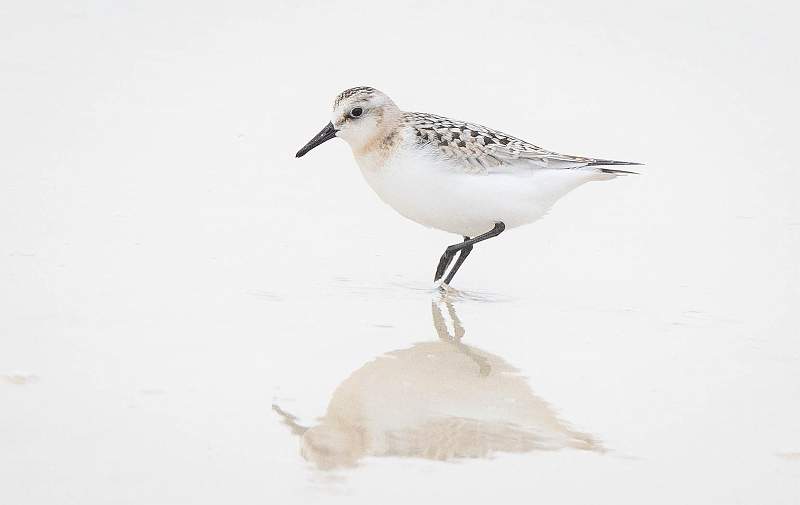 The Sanderling d.p.i..jpg - The Sanderling_michael bamford_print open.jpg