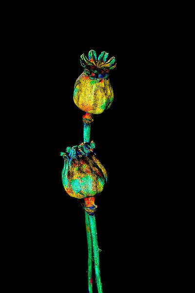 poppy_seedheads_abstract_open.jpg - Behaviour - Open