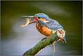 Female kingfisher tosses her catch_Matt Clarke_Set
