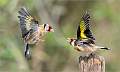 Goldfinches Fighting-Roger Hance_Set