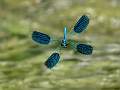Male Banded Demoiselle in Flight_Roger Hance_Open