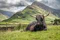 Peter Smith_Highland Cow on Buttermere_open
