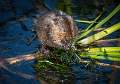 Peter Smith_Water Vole eating Grass_Open