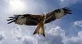 Red Kite_Julie Browne_Open