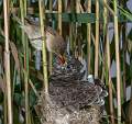 Reed Warbler Feeding Cuckoo Chick_Martin Hancock_Open