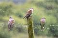 Three Turtle Doves in the rain_Roger Hance_Open