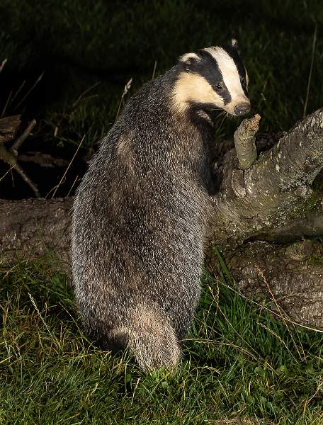 Badger_Martin Hancock_Set.jpg - Badger