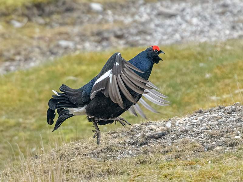 Black Grouse leap.jpg