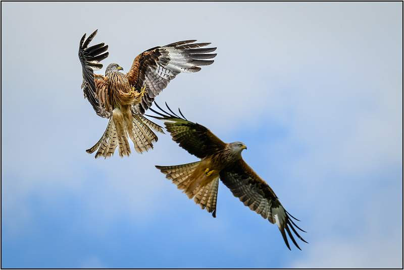 Get Outta My Airspace_Matt Clarke_Open.jpg - Gigrin Farm, Rhayader