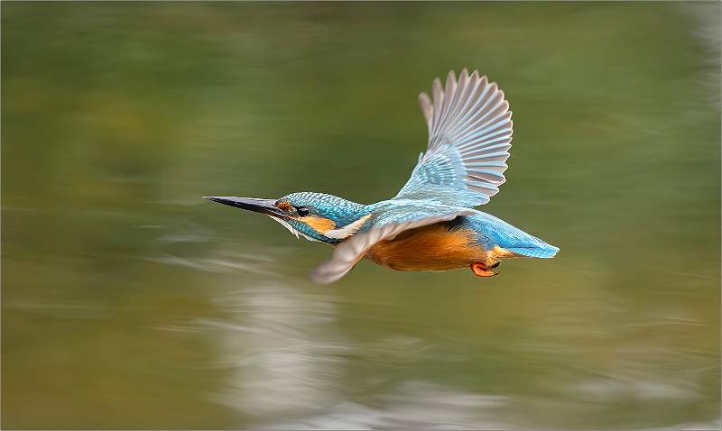 Kingfisher in Flight.jpg - Print Comp -Week 2 - Open