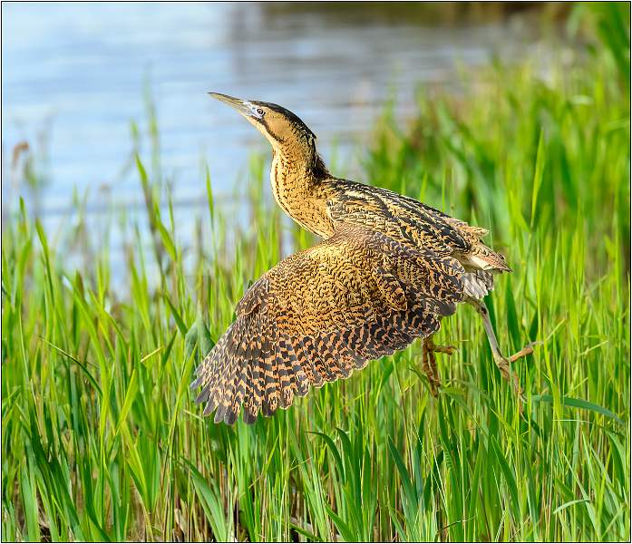 Male Bittern Taking Off_Matt Clarke_Set.jpg - Bittern Takes Off