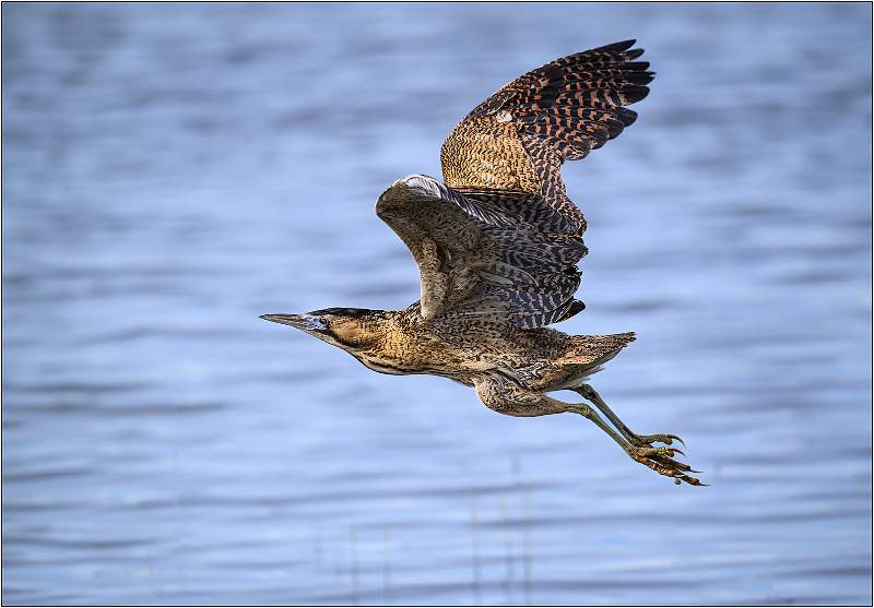 Male Bittern in Flight_Matt Clarke_Open.jpg - Male Bittern