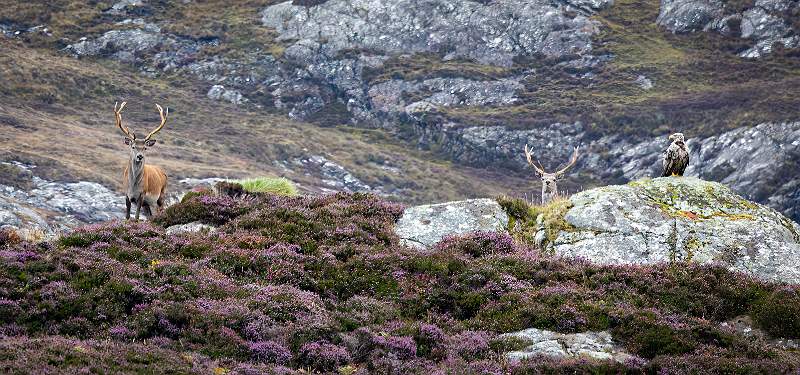 Monarchs of The Glen_michael bamford_print open.jpg - Monarchs of the Glen